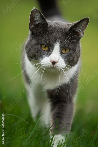Domestic cat in nature background