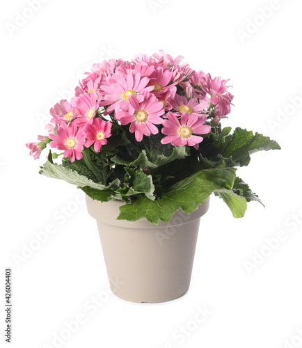 Fototapeta Naklejka Na Ścianę i Meble -  Beautiful pink cineraria plant in flower pot isolated on white
