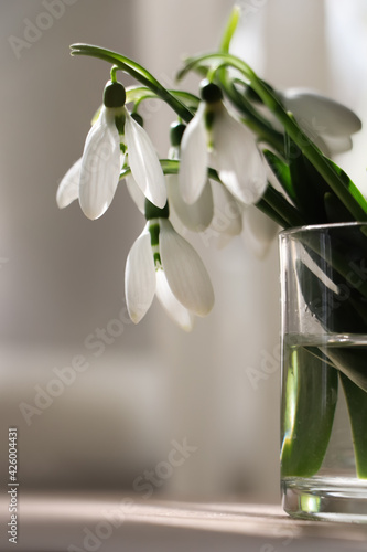 Beautiful snowdrops in glass on table indoors. First spring flowers