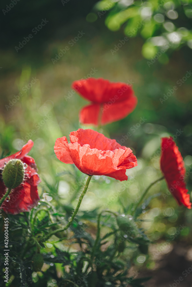 Obraz premium Blooming poppy. Plants after the rain. Drops on the flowers.