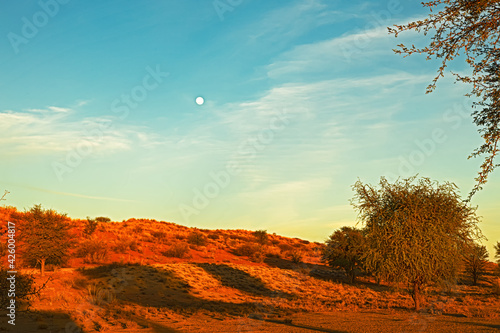 Kalahari landscape in early morning with moon photo