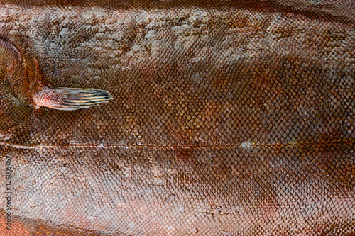 Photography Raw sole fish. Fresh fish scales close-up.