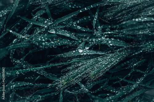 Wallpaper Mural Dark green grass after rain. A lot of drops on the leaves. The freshness of the morning. Bokeh Background. Torontodigital.ca