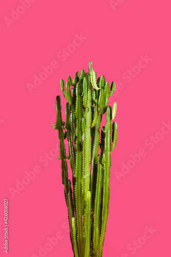 Beautiful cactus on pink background. Tropical plant