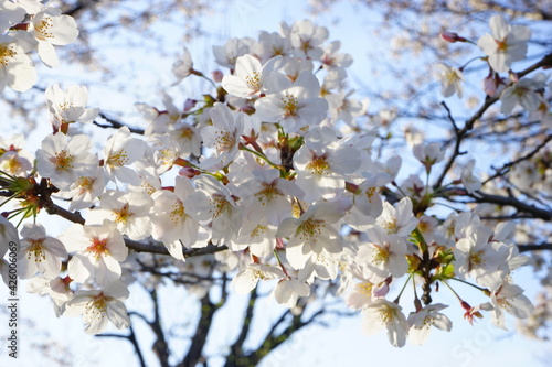 Tokyo  Japan - March 2021  Beautiful cherry blossom  sakura  on blur background at Chidori-ga-fuchi park during spring  closeup -                                            