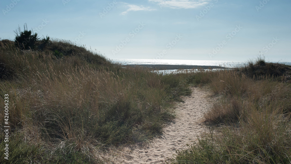 Sentier dans les dunes