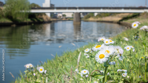 春の花と川にかかる橋