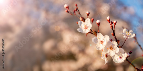 Springtime and Easter concept: Close up on randomly focused tree branches with white and pink blossom flowers. Seasonal sakura flower. Blue sky and natural background with large copy space. No people