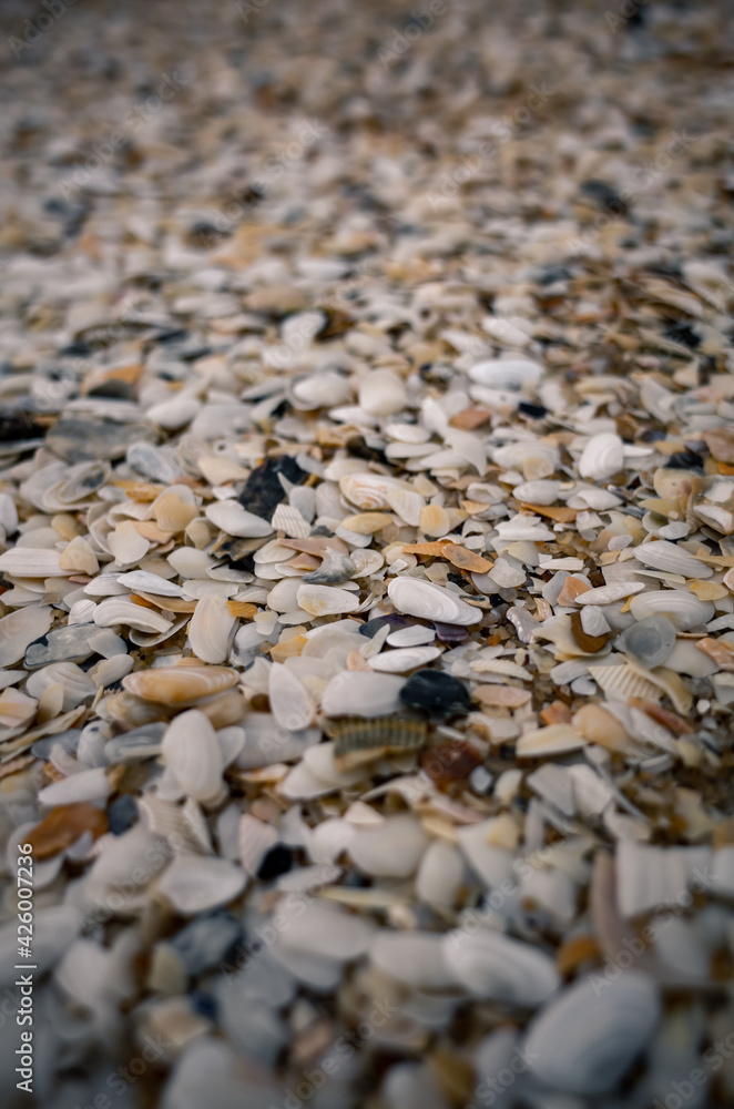 Seashells on the beach Seashells on the beach