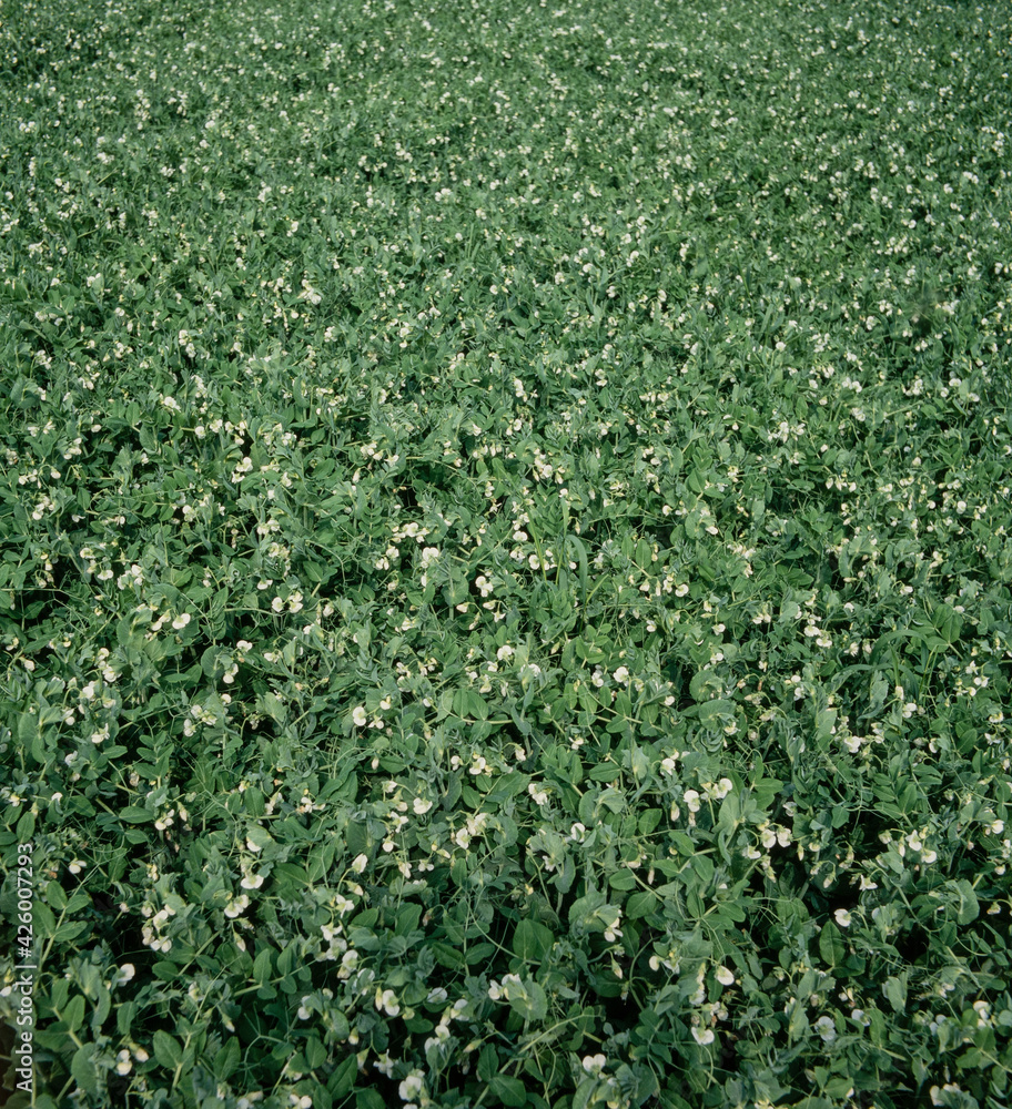 Field of peas agriculture. Horticulture. Netherlands. Field of peas agriculture. Horticulture. Netherlands.