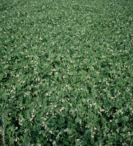 Field of peas agriculture. Horticulture. Netherlands.