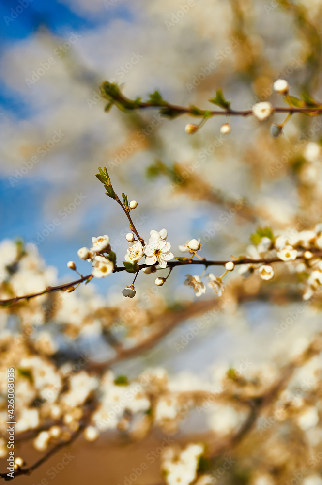 Spring flowering. Beautiful flowering trees. Sunny. blue sky, tree branch with flowers Spring flowering. Beautiful flowering trees. Sunny. blue sky, tree branch with flowers
