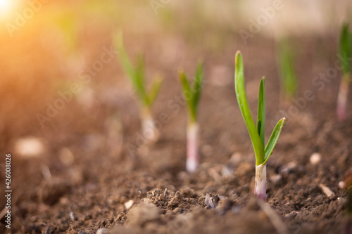 Close-up of growing green onions in a vegetable garden. Green onion leaves. 