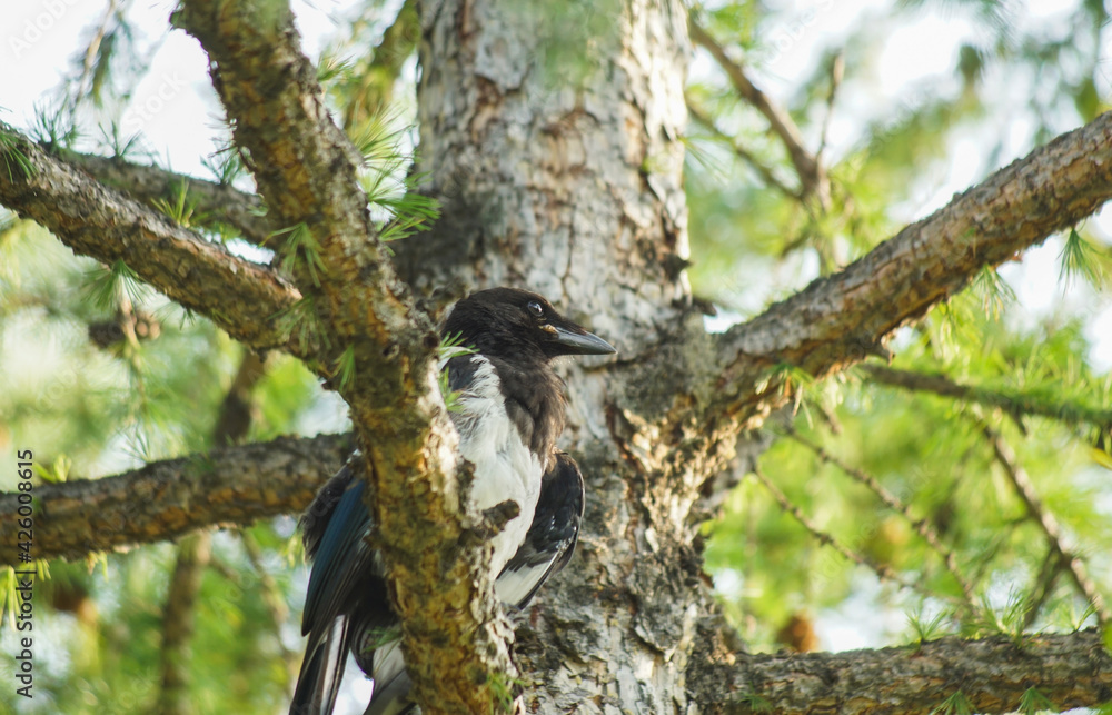 forty sits on a tree and looks forty sits on a tree and looks
