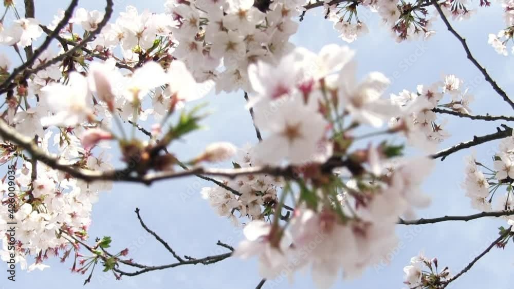 三渓園の桜 三渓園の桜