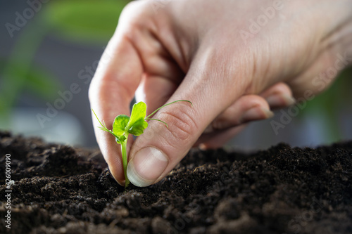 Woman holding young green seedling in soil against blurred background
