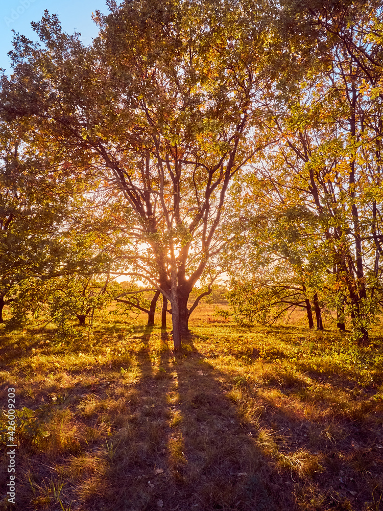 Beautiful autumn park with the yellow trees in sunny weather