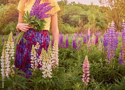 A bouquet of lupins in the hands of a girl.