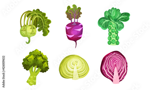 Different Cabbage with Broccoli and Brussels Sprout Cabbage Vector Set