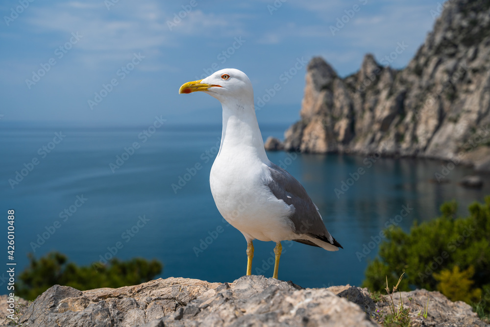 Seagull portrait against sea shore. Close up view of white bird seagull sitting by the beach. Seagull portrait against sea shore. Close up view of white bird seagull sitting by the beach.