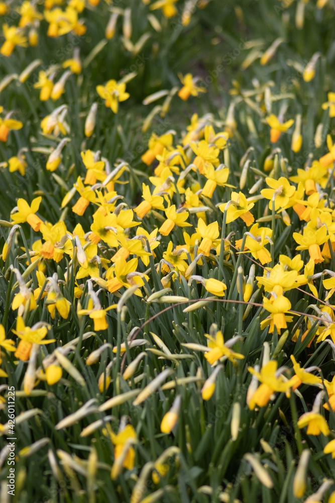 field with yellow spring narcissus flowers
