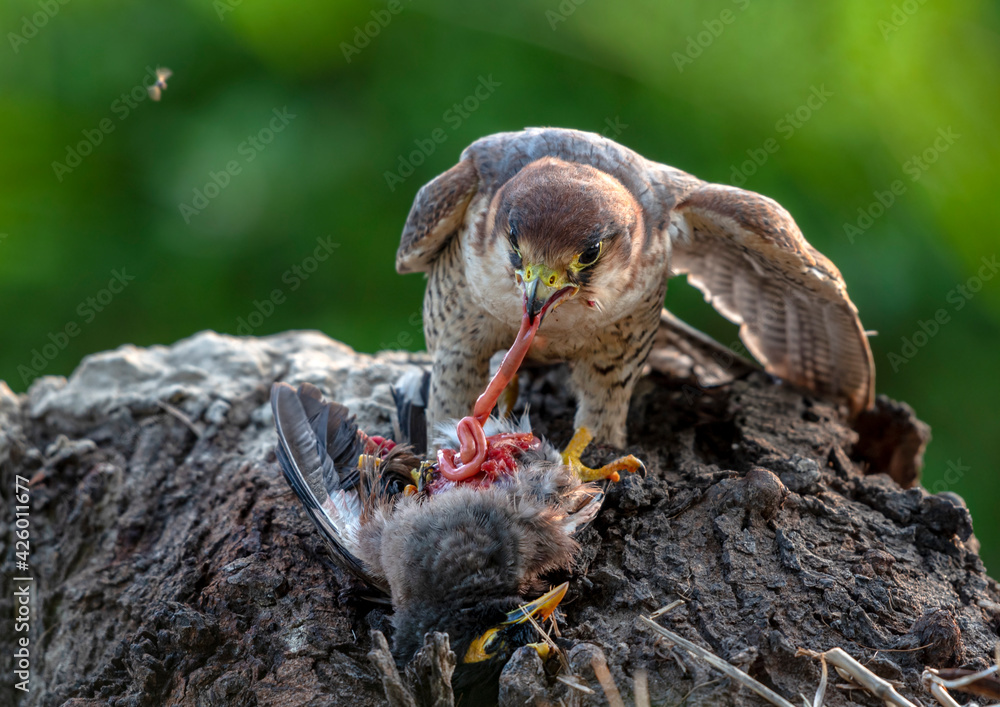 falcon with preyed bird , red-necked falcon or red headed merlin with ...