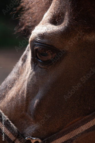 Portrait and eyes of a pony horse close-up
