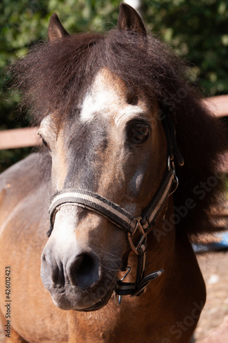 Portrait of a horse brown pony outside the room