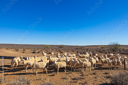 фотографія Afrino sheep in dry paddock in Karoo