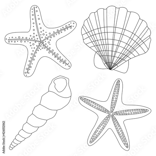 Starfish and seashells graphics black and white coloring vector illustration