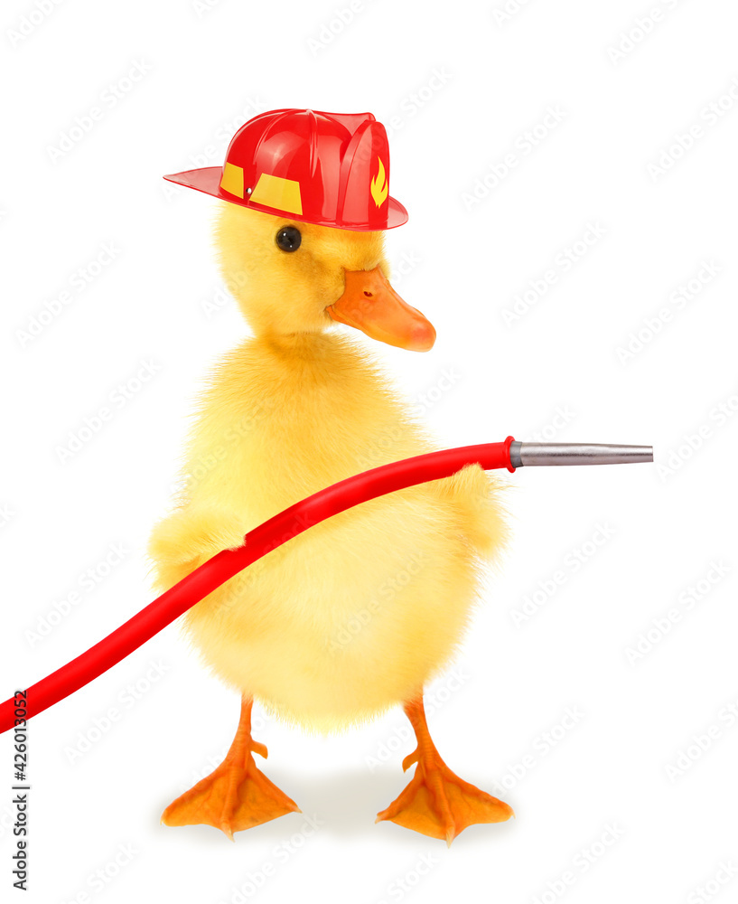 Cute cool duckling fireman duck firefighter with helmet and fire hose funny conceptual image Stock Photo Adobe Stock