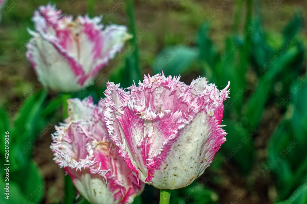pale-pink tulip in the garden pale-pink tulip in the garden