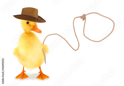Canvas Print Cute duckling cowboy duck with lasso funny conceptual photo