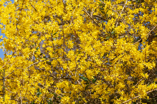 Forsythienknospen, Forsythienblüte, Forsythien, Goldglöckchen (Forsythia), Hintergrund, Deutschland, Europa