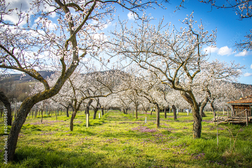apricot trees in spring, orchard, blossom, wachau, austria, marillenblüte apricot trees in spring, orchard, blossom, wachau, austria, marillenblüte