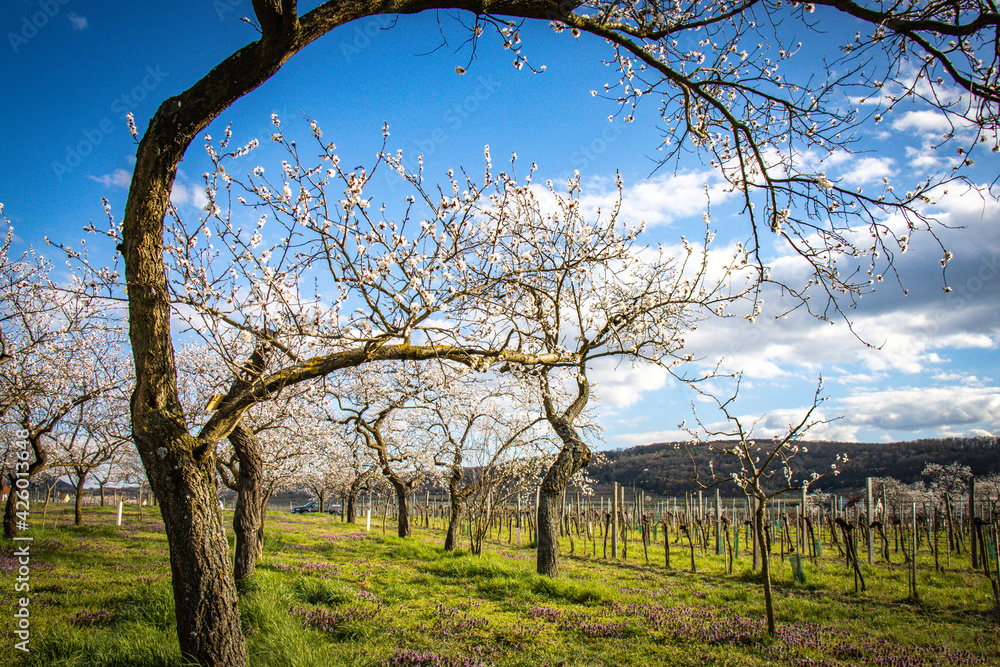 orchard of apricot trees in blossom, wachau, austria, marillenblüte