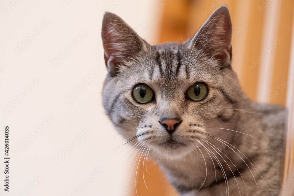 手すりの間から顔を出す サバトラ猫 手すりの間から顔を出す サバトラ猫