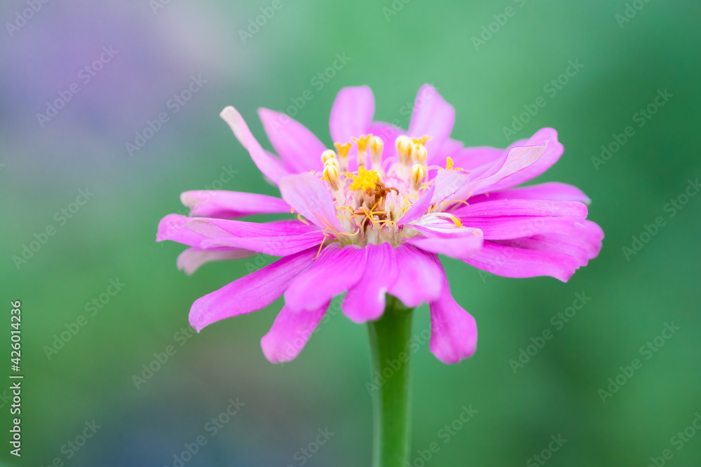 Close-up zinnia flower with blurred green background. Close-up zinnia flower with blurred green background.