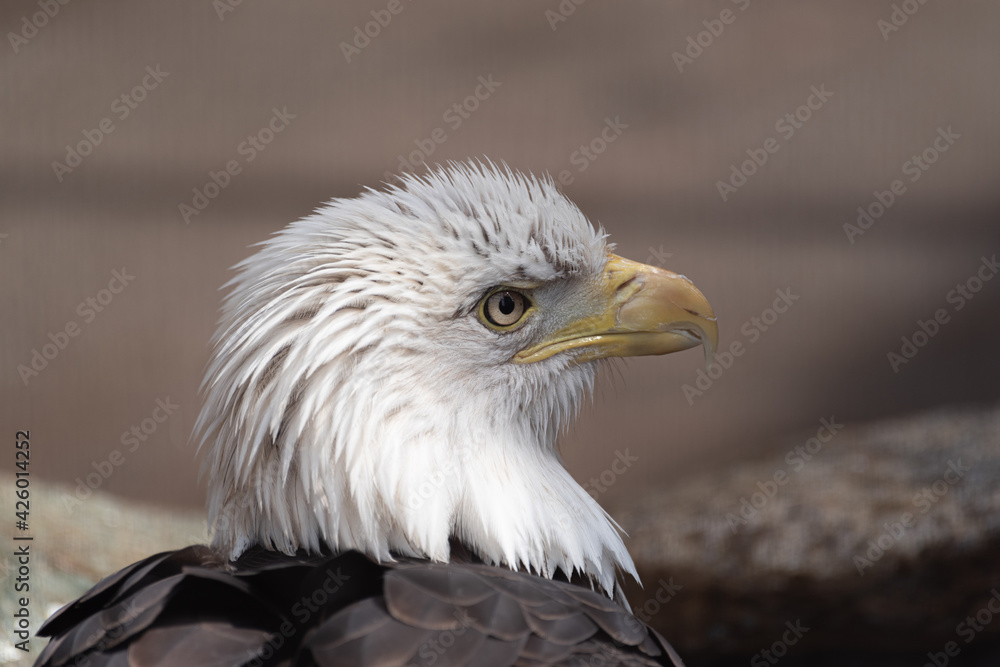 白頭鷲 Images Browse 97 Stock Photos Vectors And Video Adobe Stock