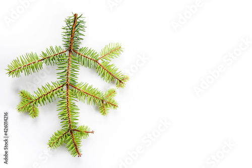 fir tree branch on a white background