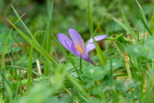 spring crocus flower