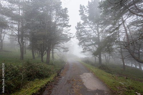 fog in the forest