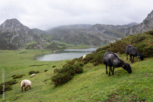 Lagos de Covadonga