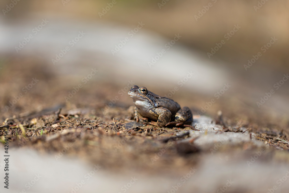 The common frog (Rana temporaria), also known as the European common frog, European common brown frog, or European grass frog, is a semi-aquatic amphibian of the family Ranidae. The common frog (Rana temporaria), also known as the European common frog, European common brown frog, or European grass frog, is a semi-aquatic amphibian of the family Ranidae.
