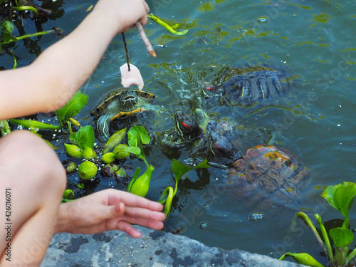 A child feeds a flock of redunwanted turtles floating in a green pond with pieces of meat strung on a twig photo