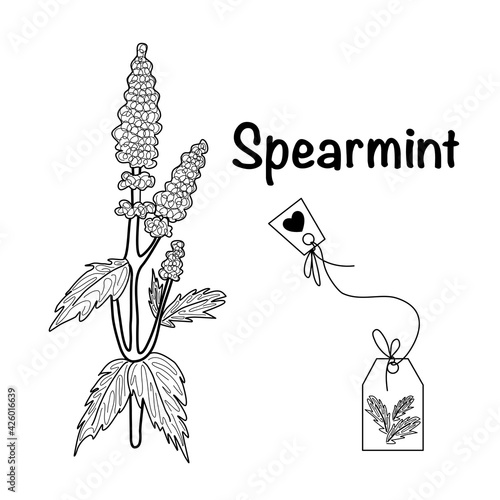 Vector illustration of a tea herbs spearmint and tea bag  sketch elements for labels, packaging and postcard design. Herbal tea with mint