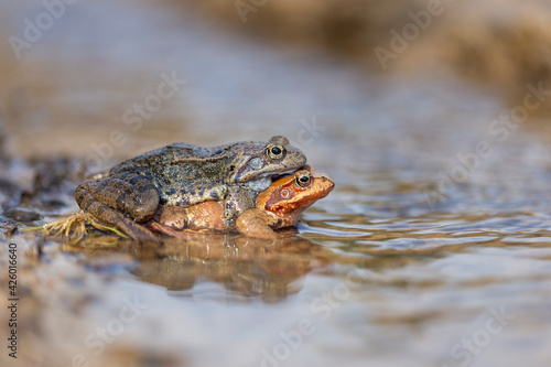 The common frog (Rana temporaria), also known as the European common frog, European common brown frog, or European grass frog, is a semi-aquatic amphibian of the family Ranidae.