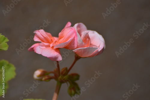 geranium