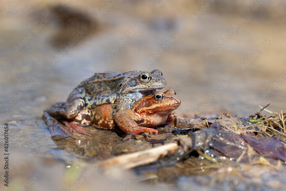 Obraz premium The common frog (Rana temporaria), also known as the European common frog, European common brown frog, or European grass frog, is a semi-aquatic amphibian of the family Ranidae.