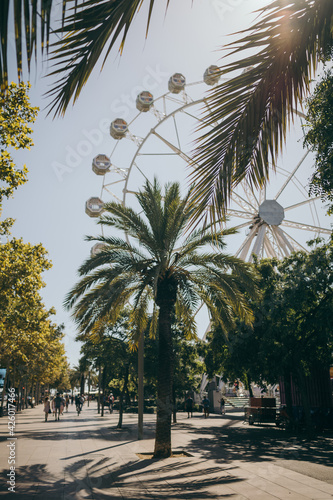 A palm Street tree Ferris Wheel